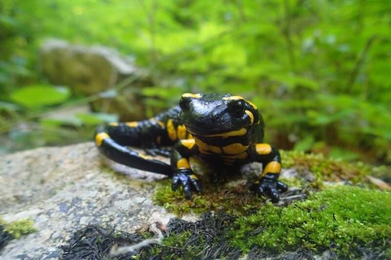 Feuersalamander (Bild: D. Ankel)