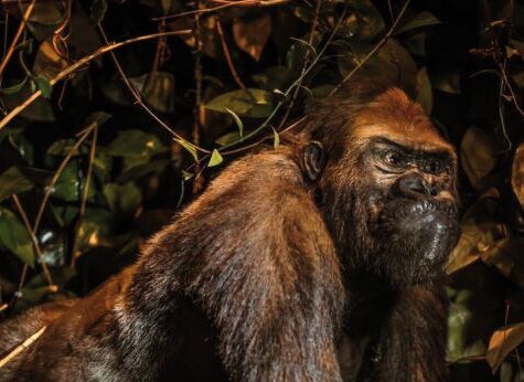 Tierwelt der Erde: Gorilla