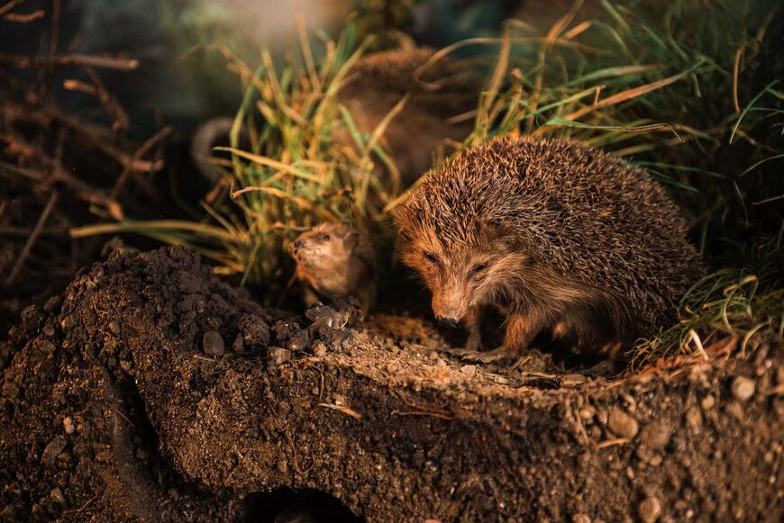 Tierwelt der Erde: Igel