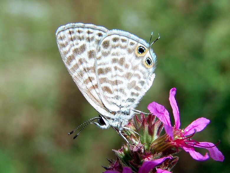 Leptotes pirithous - Bild: P. Gros