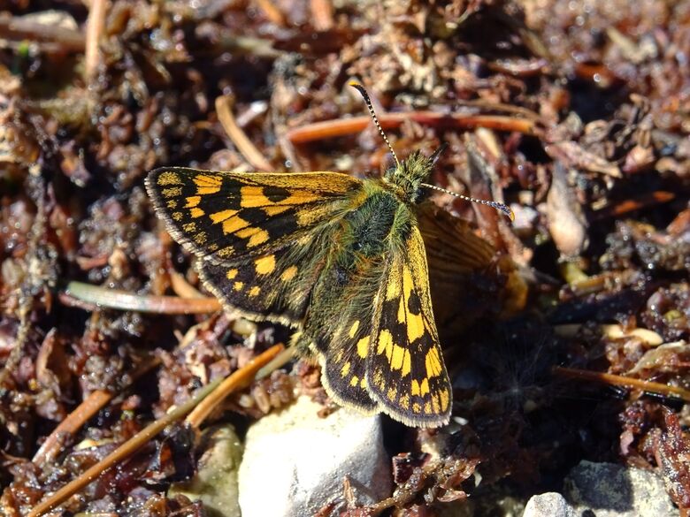 Carterocephalus palaemon - Bild: P. Gros