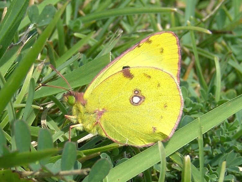 Colias alfacariensis (Männchen) - Bild: P. Gros