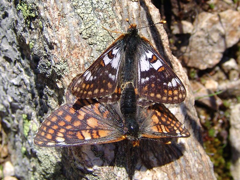 Euphydryas cynthia - Bild: P. Gros