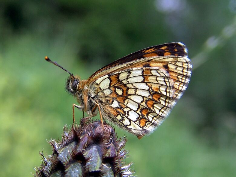 Melitaea athalia - Bild: P. Gros