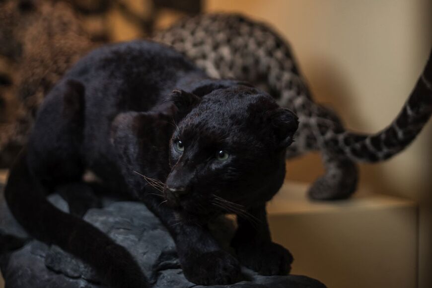 Tierwelt der Erde: Schwarzer Panther
