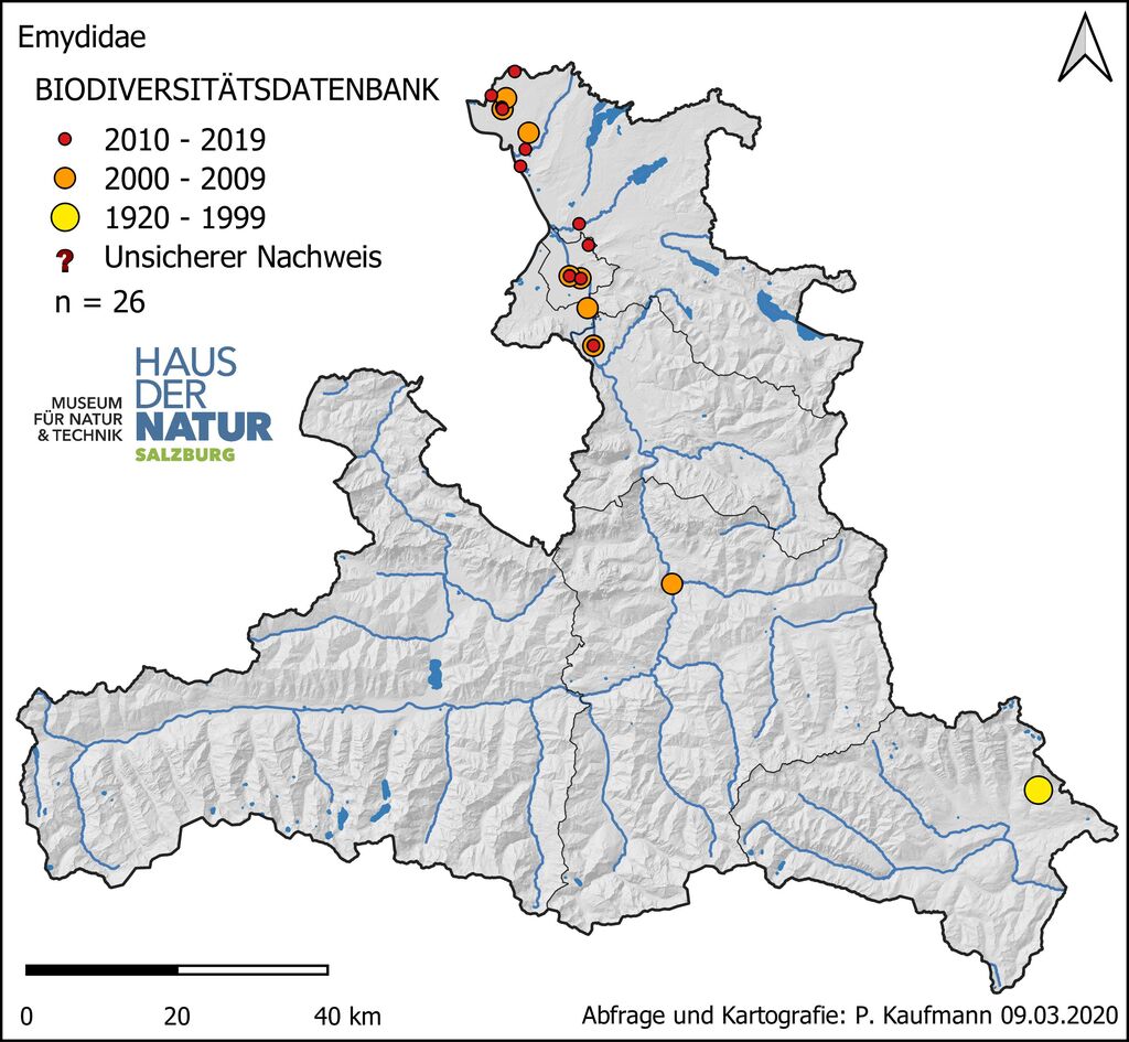 Schmuckschildkröten
