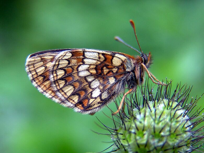 Melitaea aurelia - Bild: P. Gros