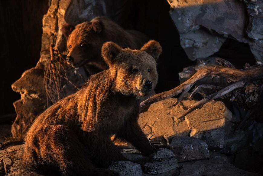 Tierwelt der Erde: Braunbären