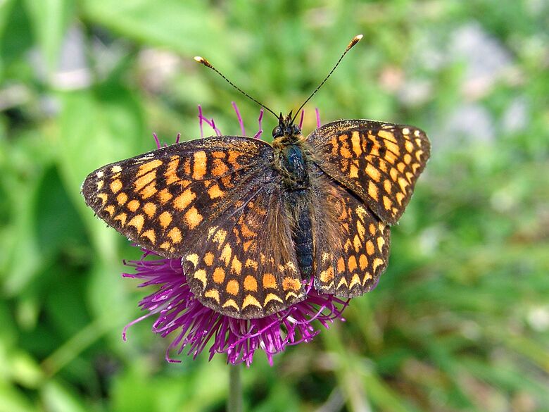 Melitaea phoebe - Bild: P. Gros