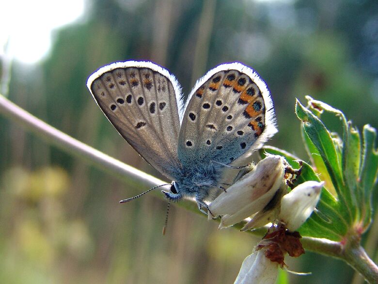 Plebejus idas - Bild: P. Gros