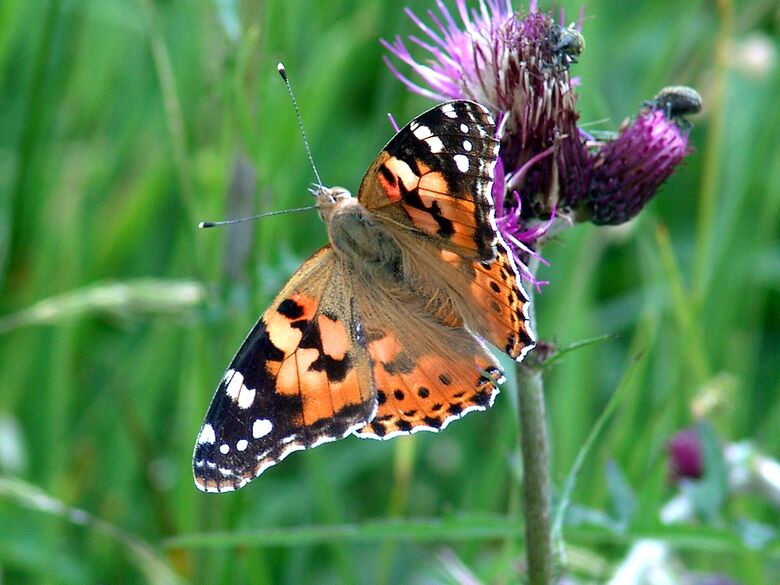 Vanessa cardui - Bild: P. Gros