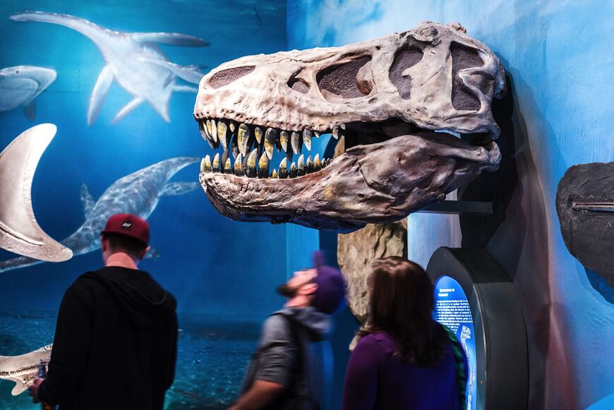 Schädel eines Tyrannosaurus rex