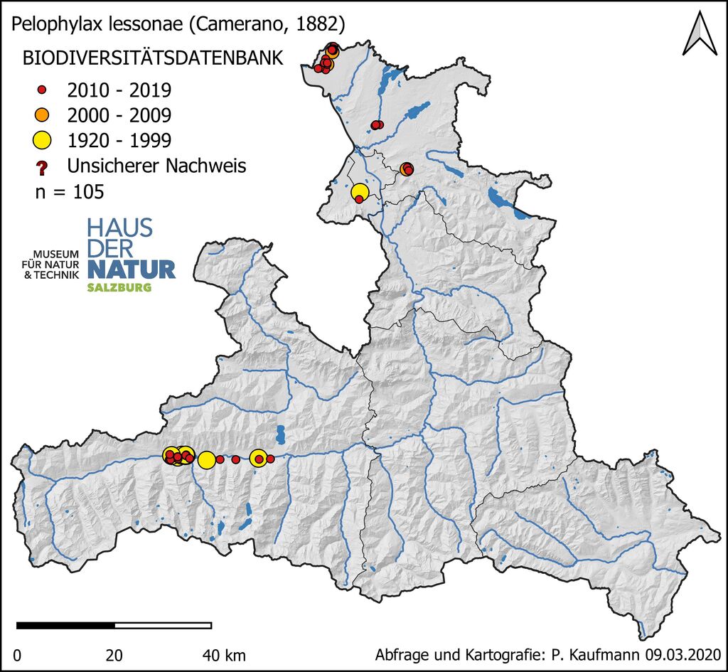 Kleiner Wasserfrosch