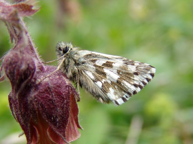 Pyrgus andromedae - Bild: P. Gros
