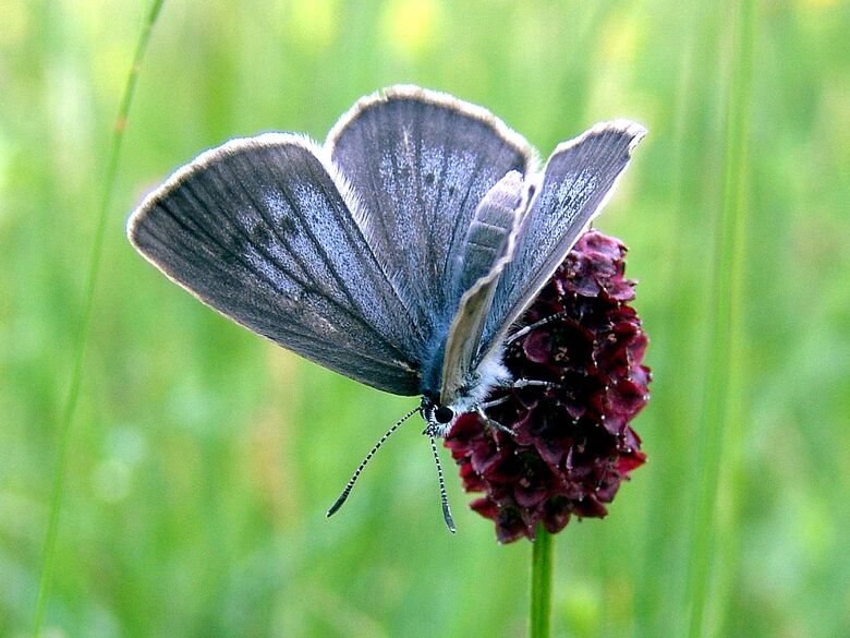 Phengaris teleius (Weibchen) - Bild: P. Gros