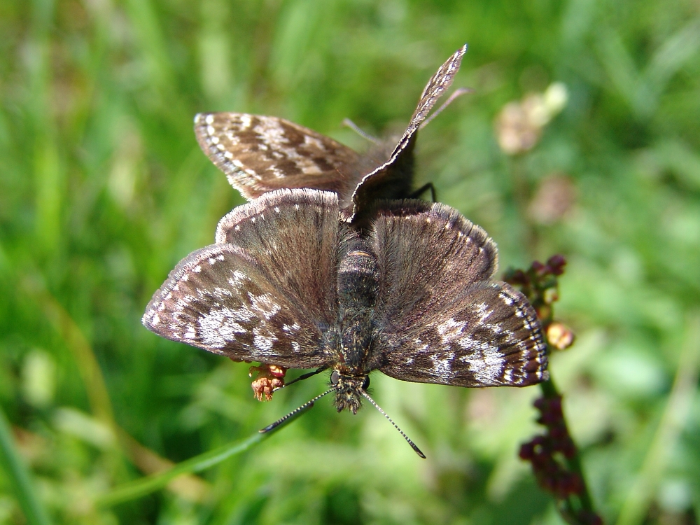 Erynnis tages - Bild: P. Gros