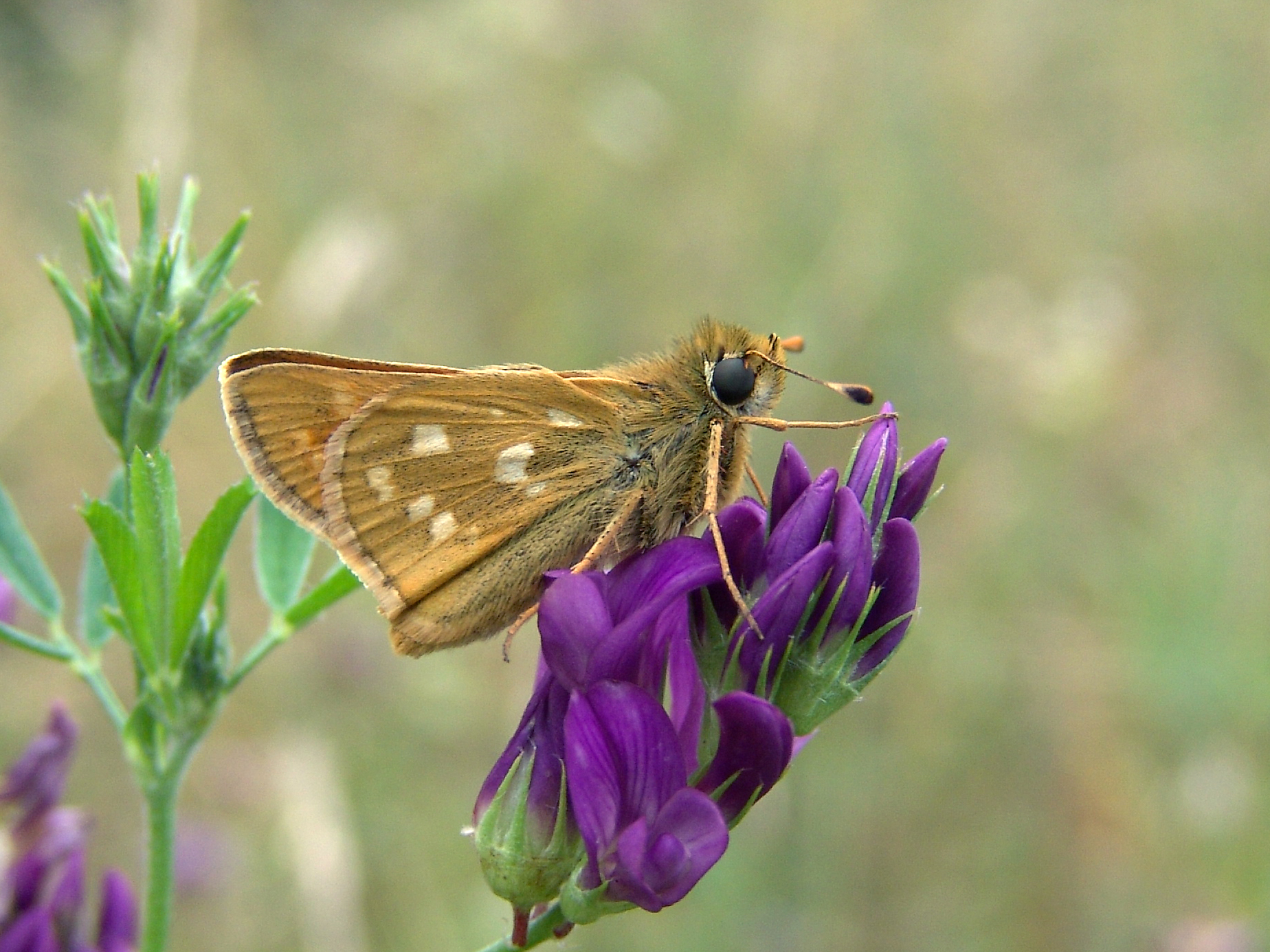 Hesperia comma - Bild: P. Gros