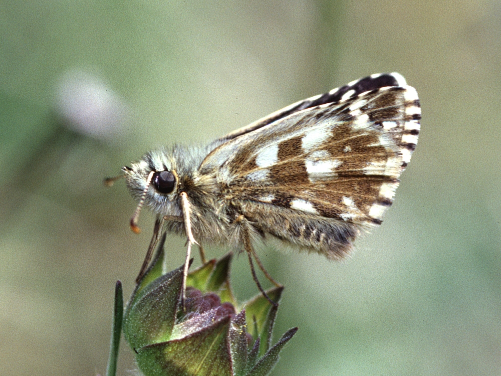 Pyrgus armoricanus - Bild: P. Gros